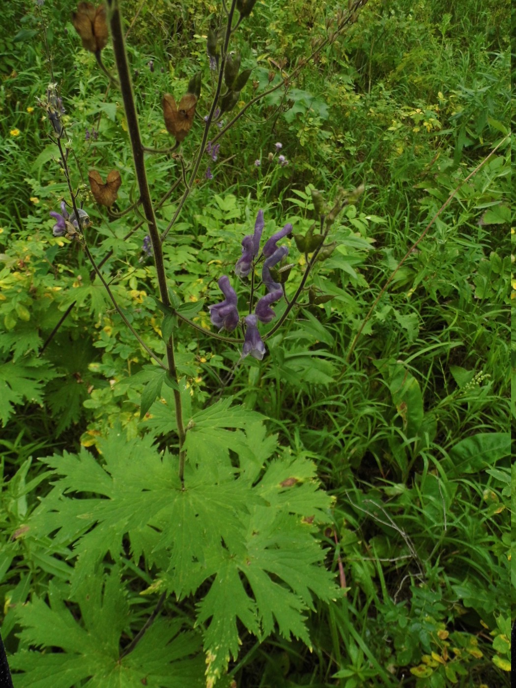 Изображение особи Aconitum septentrionale.