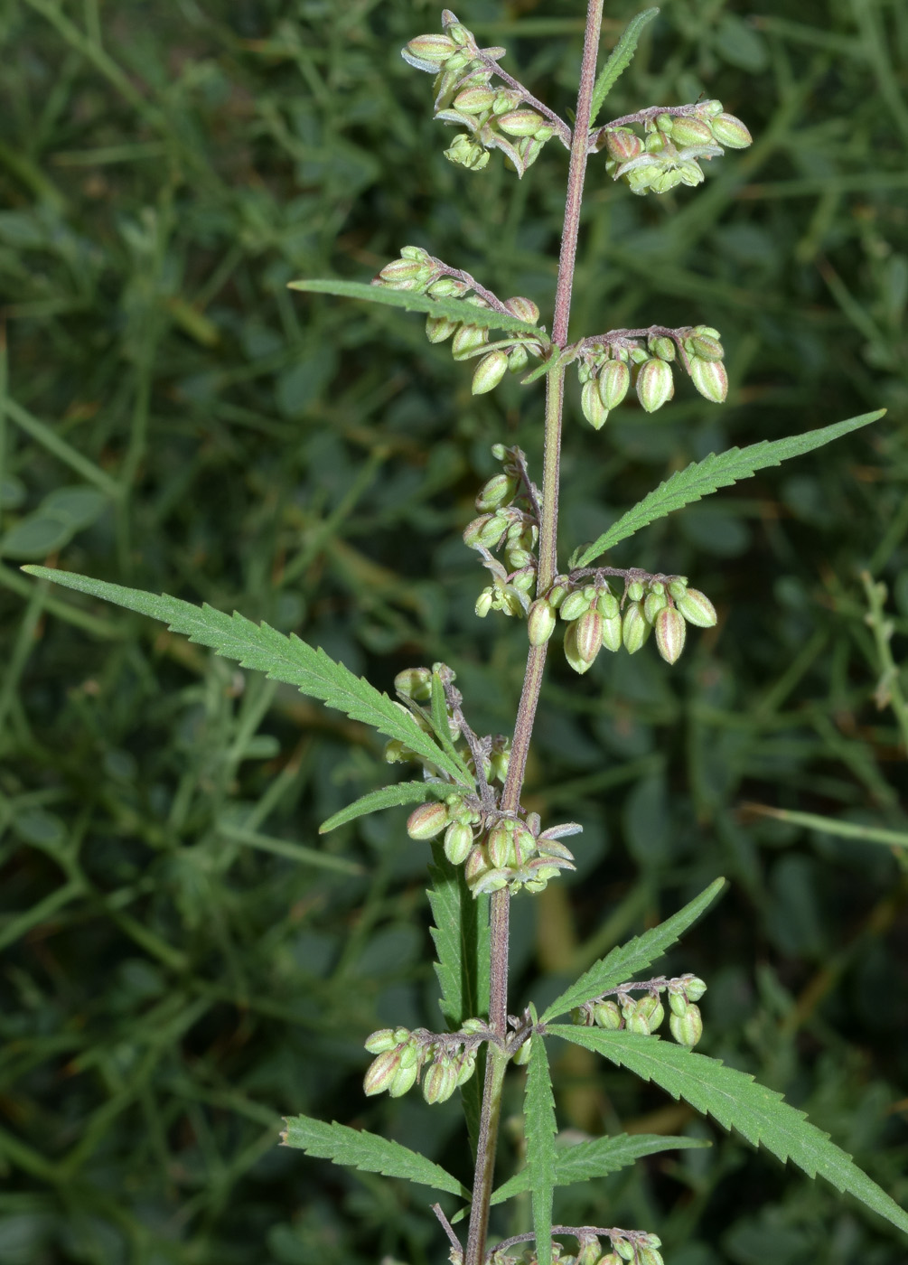 Изображение особи Cannabis sativa var. spontanea.