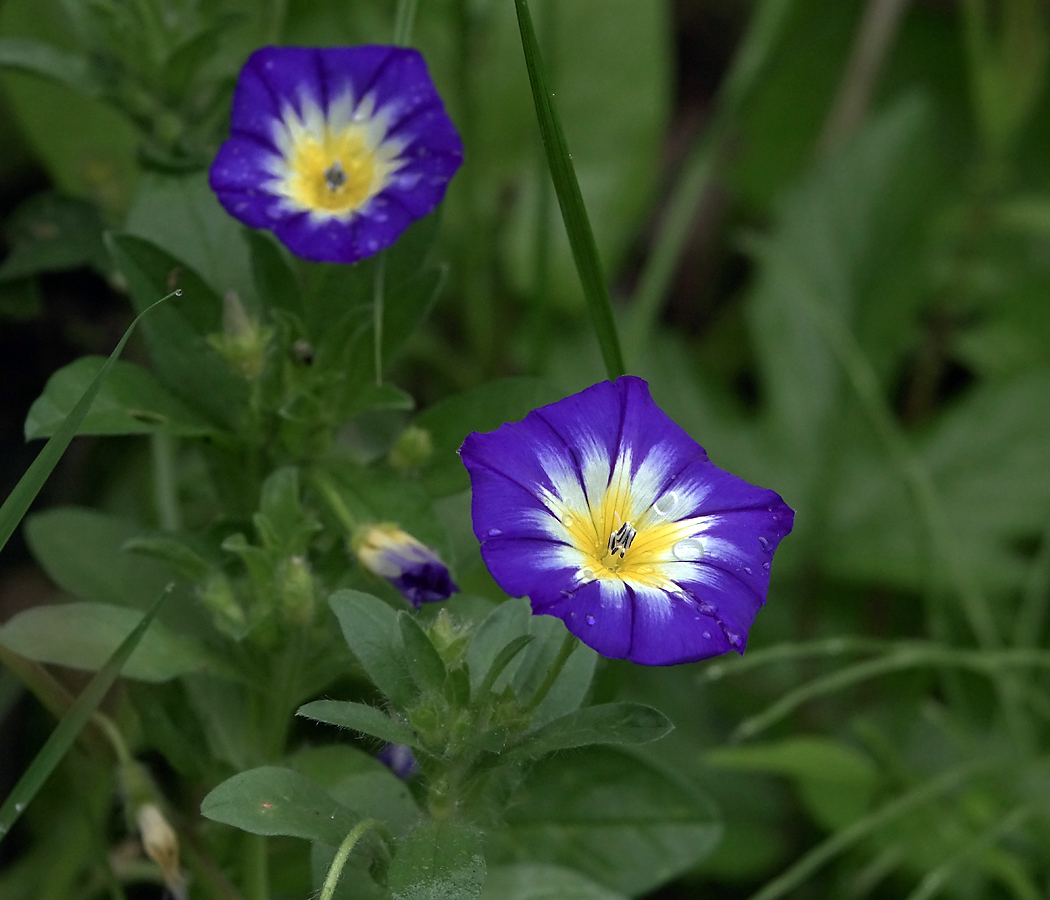 Изображение особи Convolvulus tricolor.