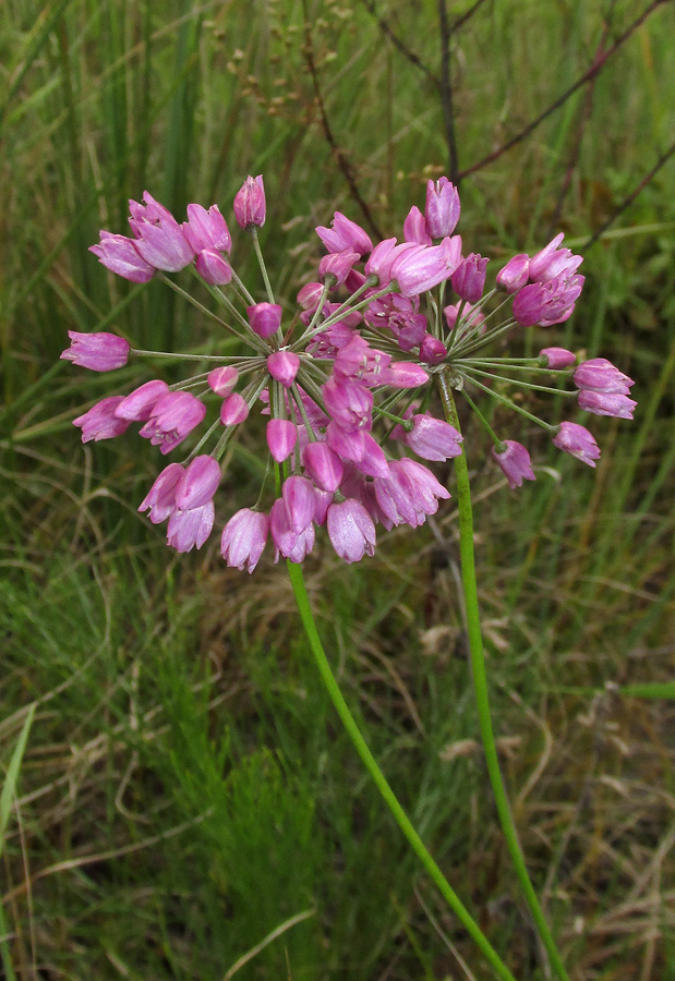 Image of Allium rubens specimen.