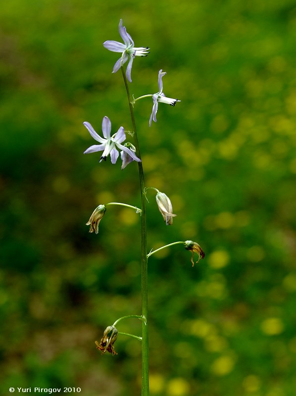 Image of Scilla hohenackeri specimen.