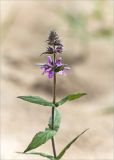 Stachys palustris. Верхушка цветущего растения. Ленинградская обл., Ломоносовский р-н, окр. дер. Кандикюля, берег Финского залива, песчаный пляж. 13.08.2017.