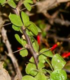 Fouquieria macdougalii