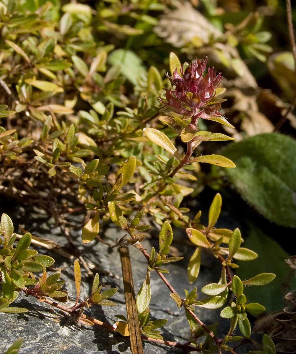 Изображение особи род Thymus.