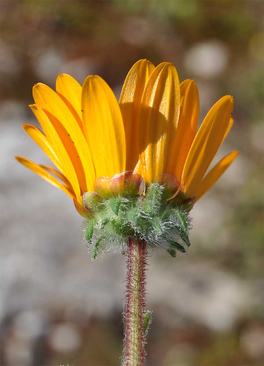 Image of Arctotis hirsuta specimen.