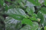 genus Solanum. Часть побега с цветками. Южный Китай, провинция Хунань, парк Zhangjiajie National Forest Park, лес. 5 октября 2017 г.