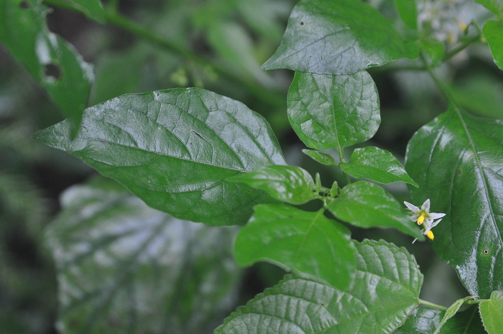 Image of genus Solanum specimen.