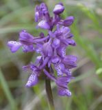 Anacamptis morio ssp. caucasica