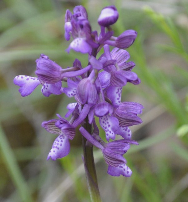 Image of Anacamptis morio ssp. caucasica specimen.