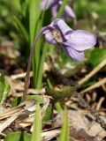 Viola epipsiloides. Цветок (вид сбоку). Магаданская обл., окр. г. Магадан, бухта Нагаева, Морпортовская сопка, каменноберезняк. 04.06.2013.