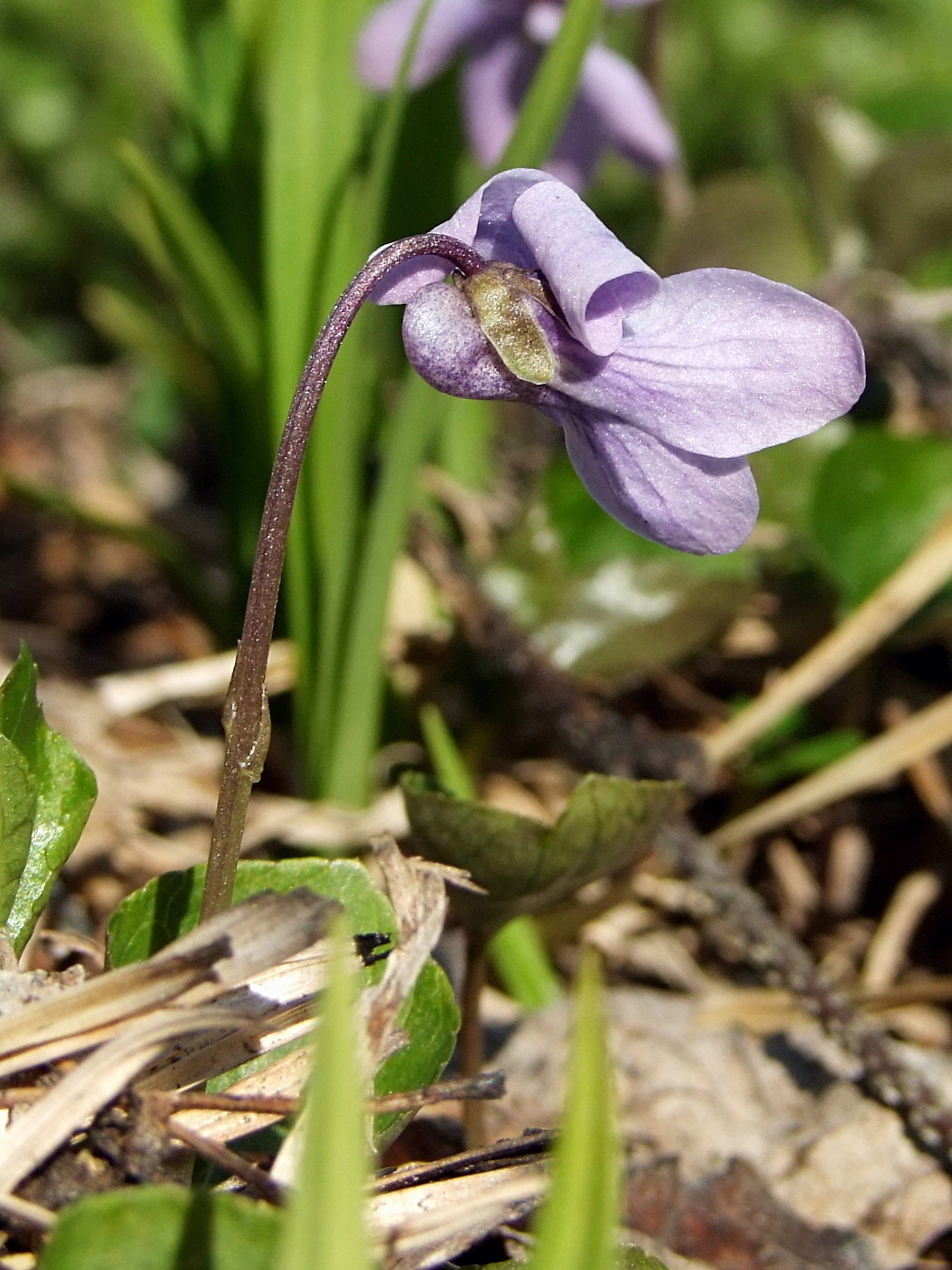 Изображение особи Viola epipsiloides.