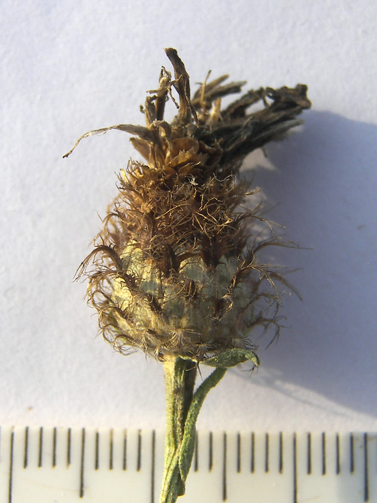 Image of Centaurea abnormis specimen.