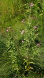 Epilobium villosum