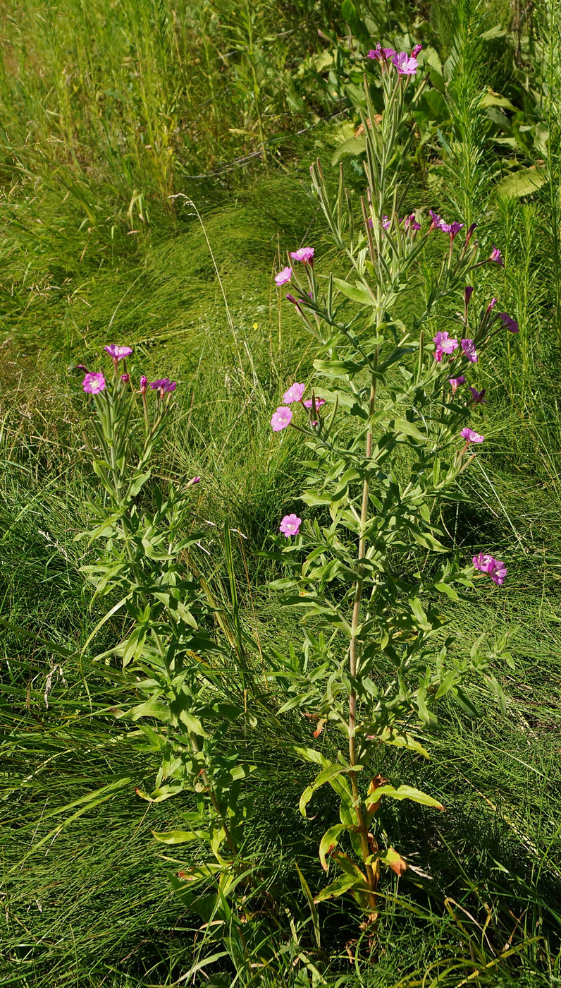 Image of Epilobium villosum specimen.