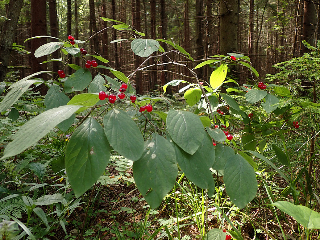 Изображение особи Lonicera xylosteum.