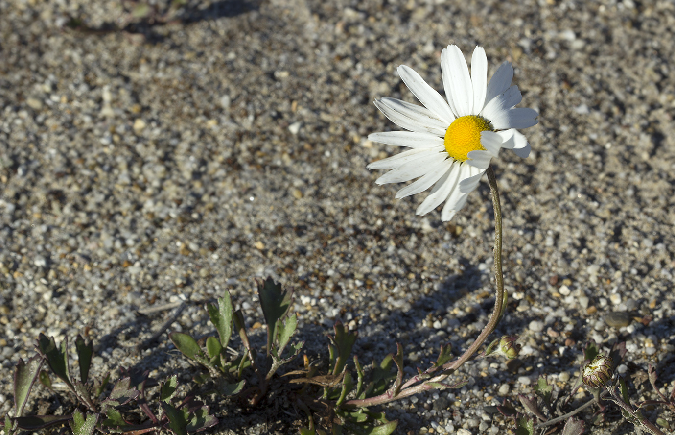 Image of Arctanthemum arcticum specimen.