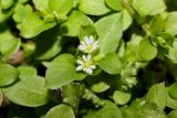 Stellaria media