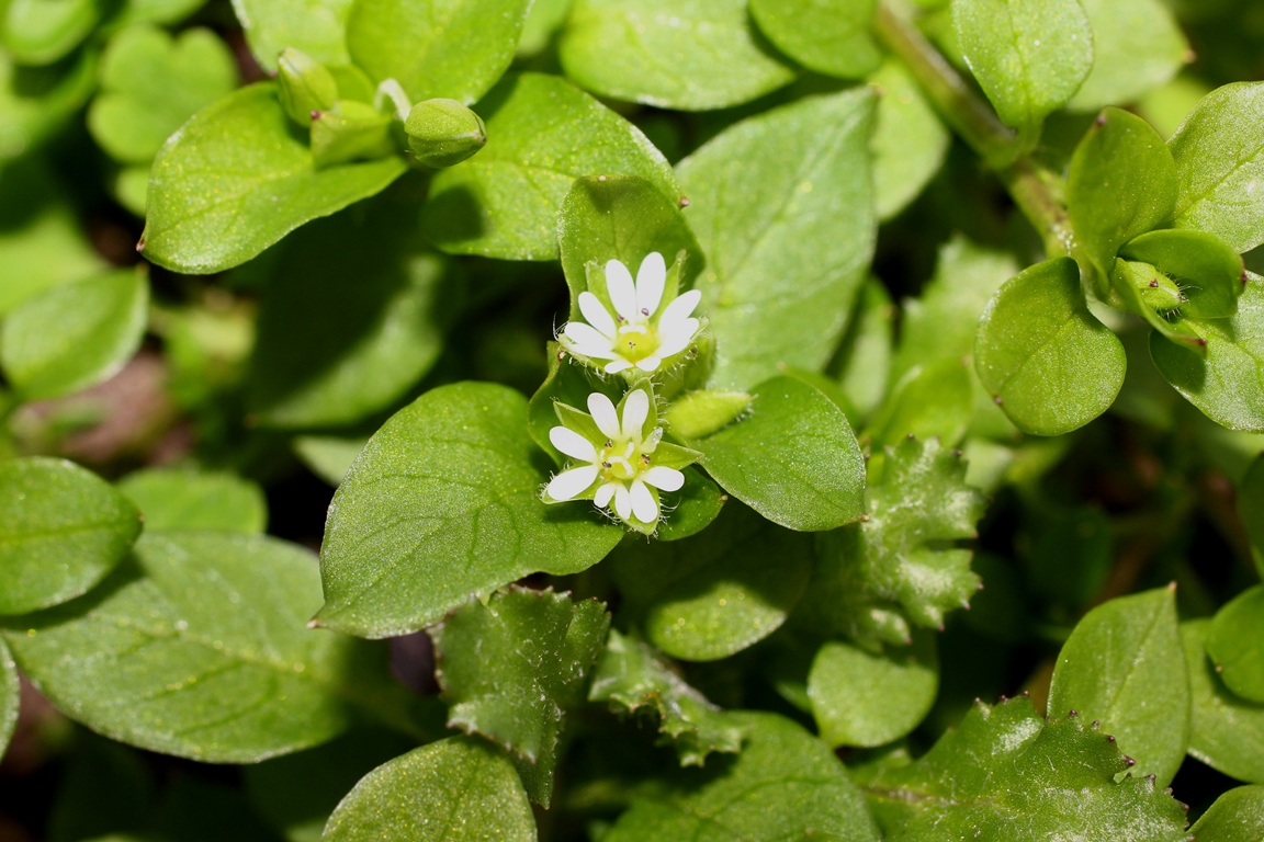 Image of Stellaria media specimen.