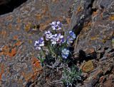 Eritrichium pauciflorum. Цветущее растение. Монголия, аймак Уверхангай, восточные отроги хребта Хангай, ≈ 2200 м н.у.м., на скале. 04.06.2017.