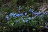 Omphalodes cappadocica