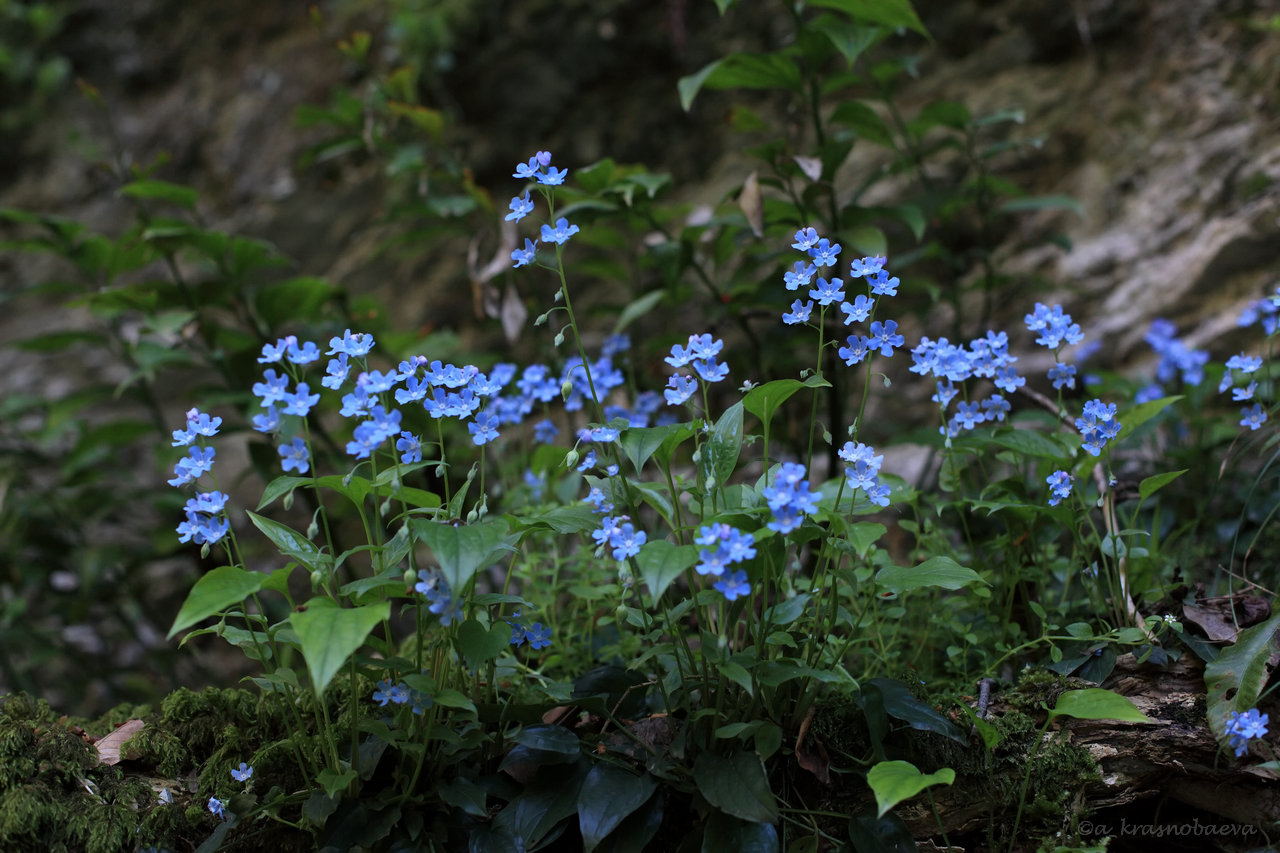 Изображение особи Omphalodes cappadocica.