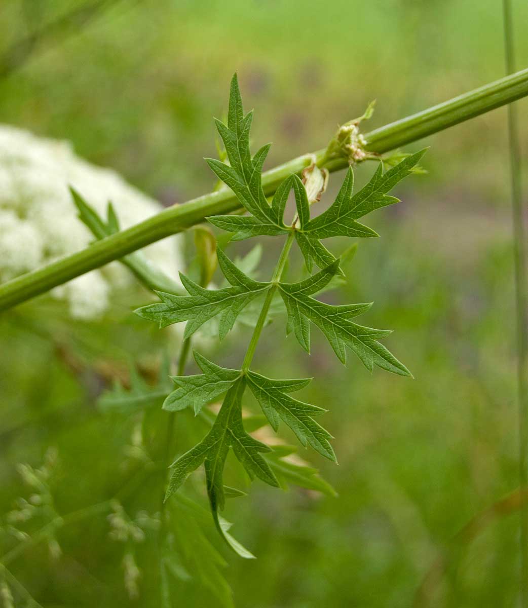 Image of Seseli libanotis specimen.