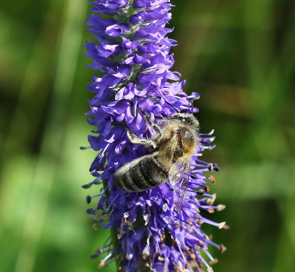 Изображение особи Veronica spicata ssp. bashkiriensis.