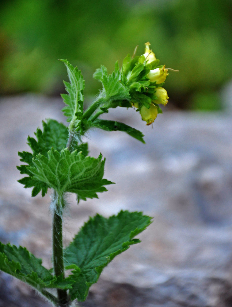 Image of Scrophularia chrysantha specimen.