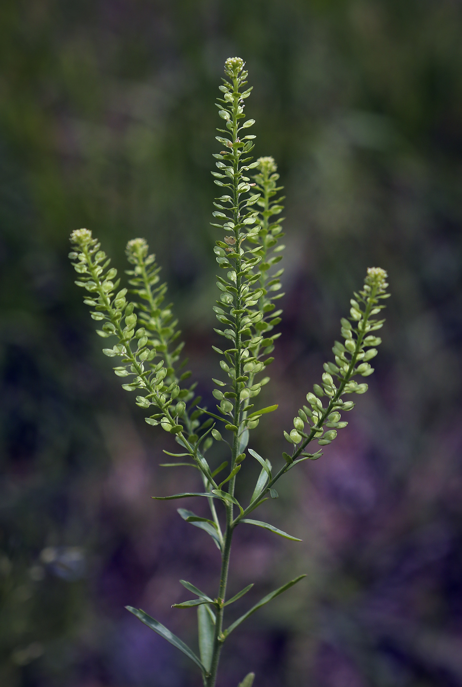 Image of Lepidium densiflorum specimen.