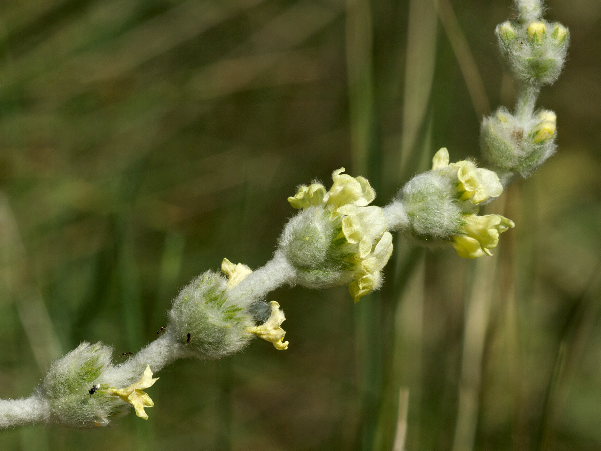 Image of Sideritis syriaca specimen.