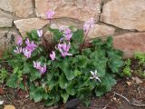 Cyclamen persicum. Цветущее растение. Израиль, Иерусалим, около монастыря Святого Креста, среди кустарника у внешней ограды монастыря. 23.01.2018.