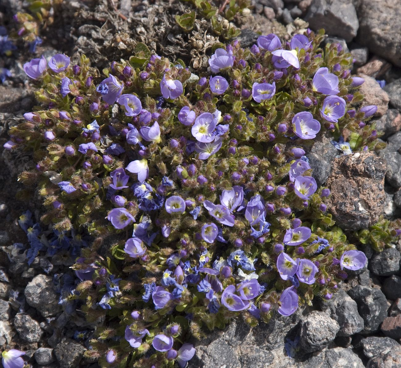 Image of Veronica minuta specimen.