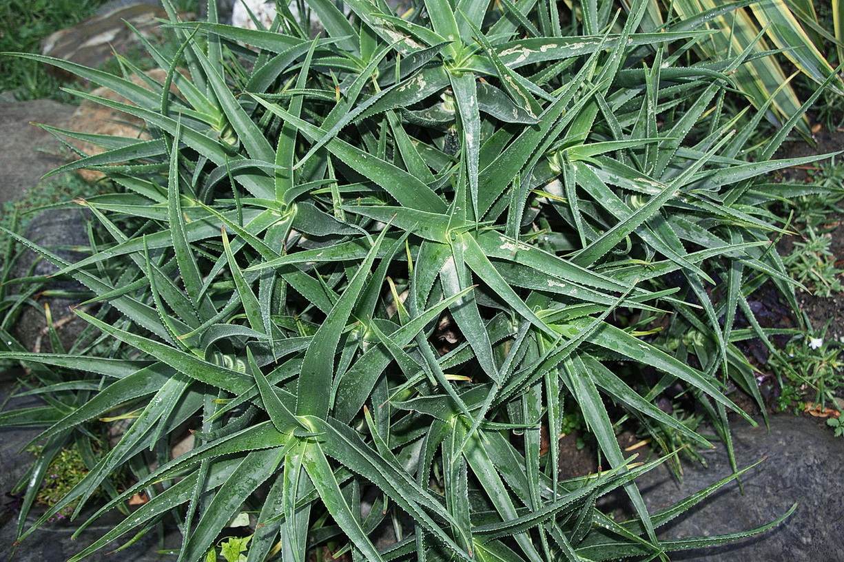 Изображение особи Aloe striatula.