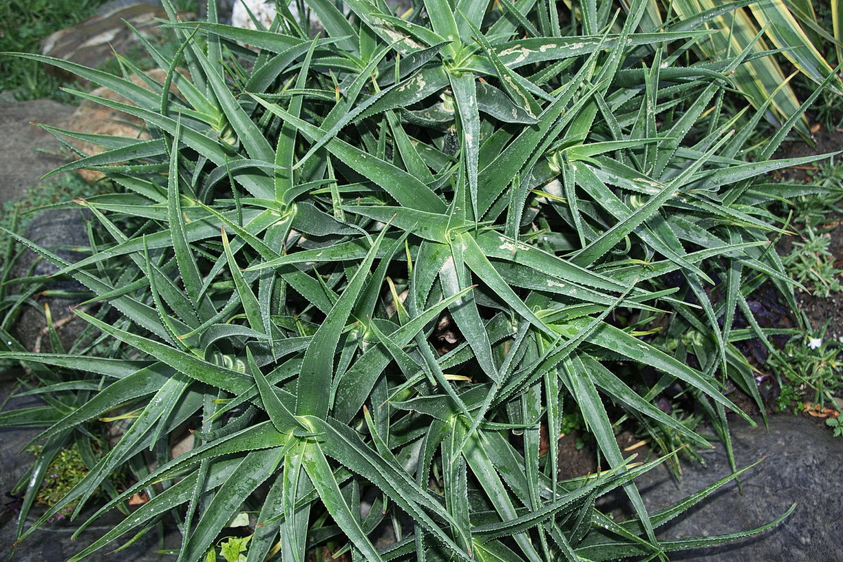 Image of Aloe striatula specimen.