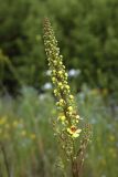 Verbascum nigrum. Зацветающее соцветие. Костромская обл., Судиславский р-н, окр. дер. Магово, насыпь ж.-д. 04.07.2017.