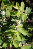genus Lonicera