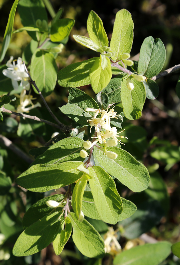Image of genus Lonicera specimen.