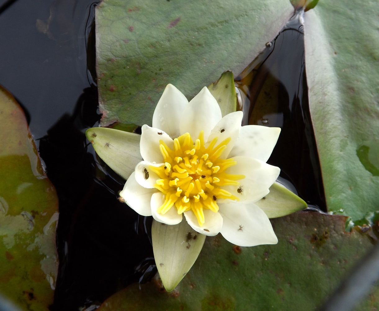 Изображение особи Nymphaea tetragona.