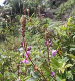 genus Desmodium
