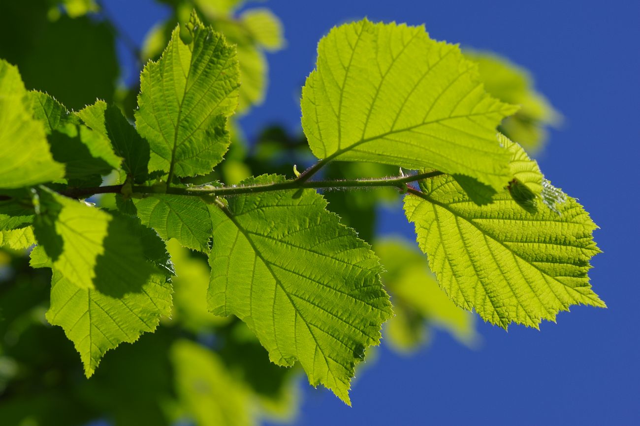 Image of Corylus avellana specimen.