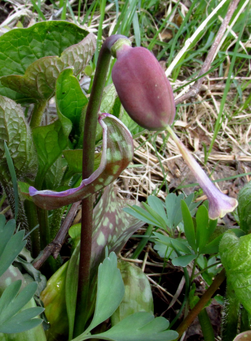 Image of Erythronium sajanense specimen.