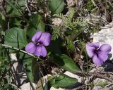 Viola somchetica