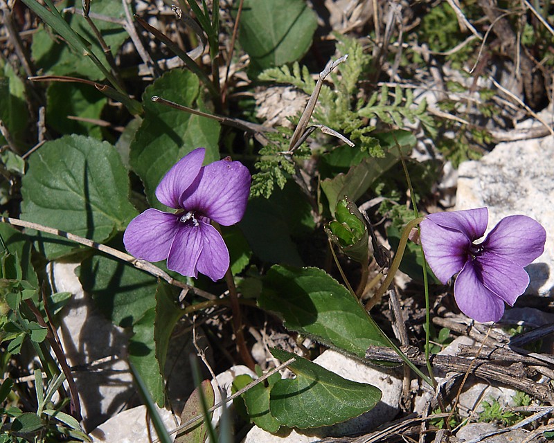 Изображение особи Viola somchetica.