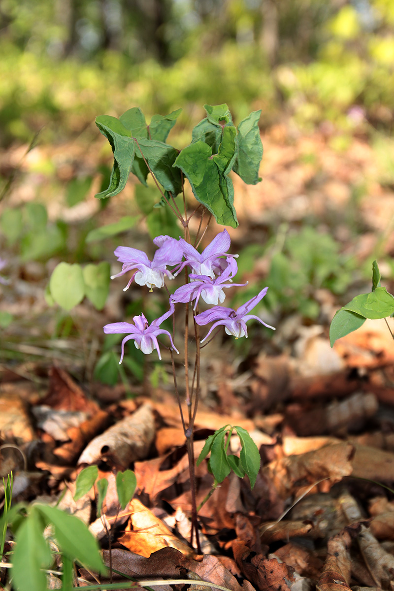 Image of Epimedium macrosepalum specimen.