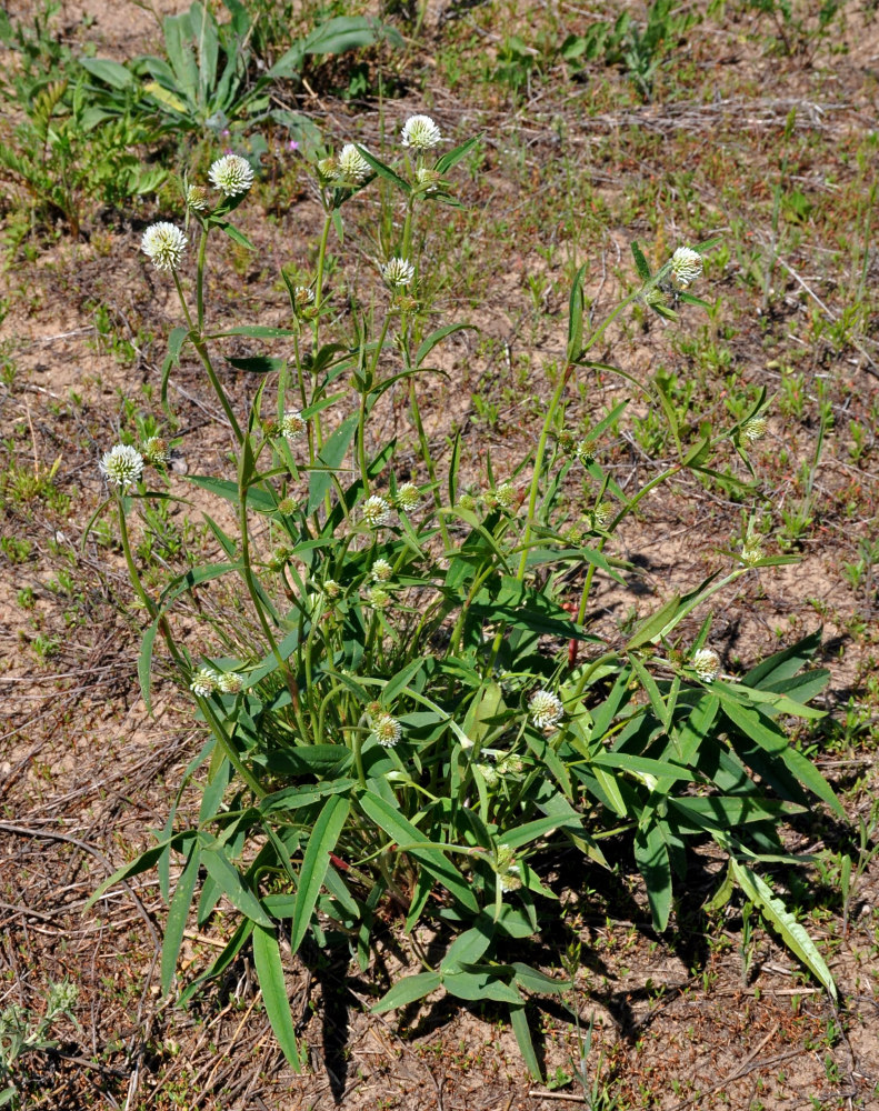 Изображение особи Trifolium montanum.