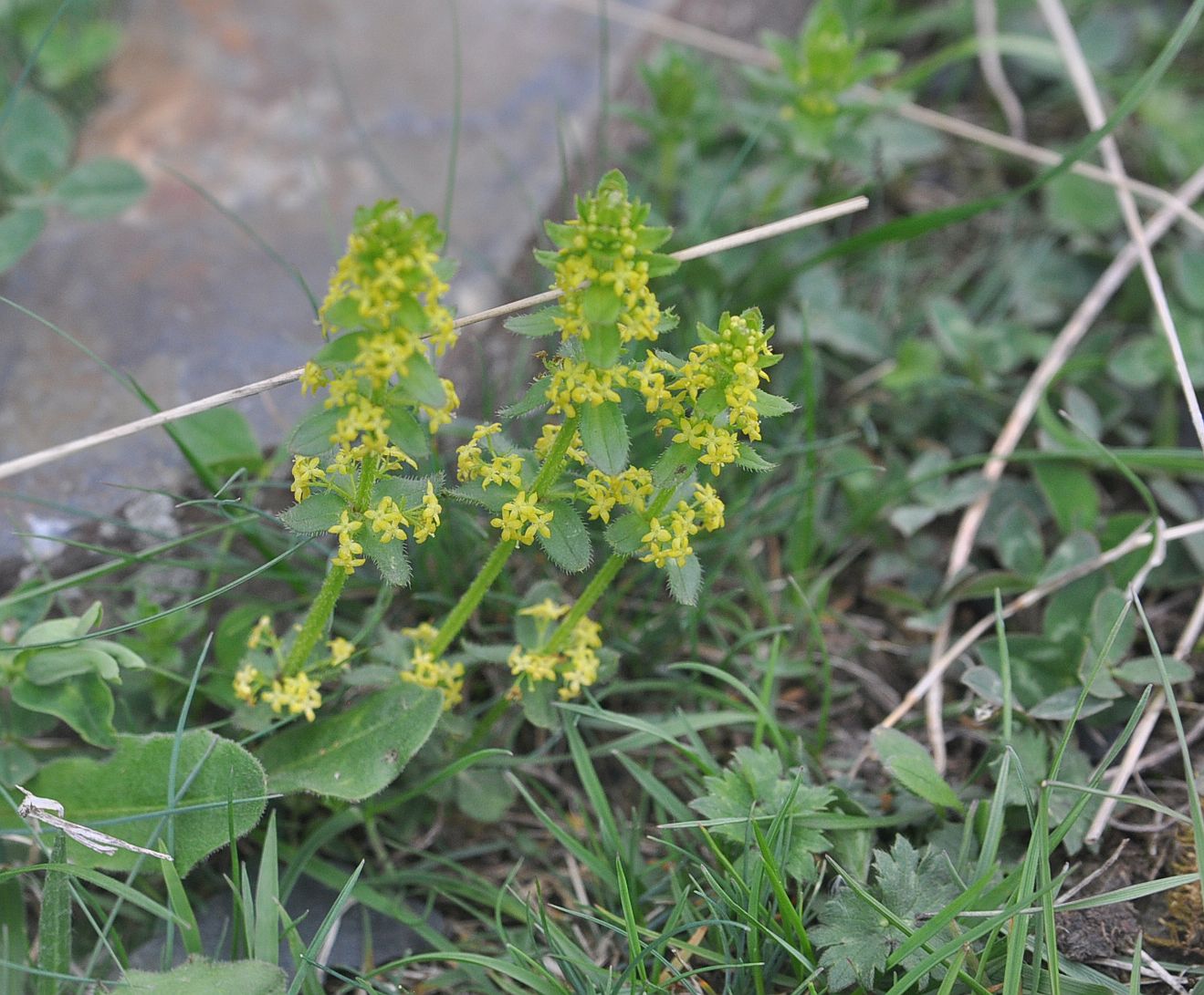 Изображение особи род Cruciata.