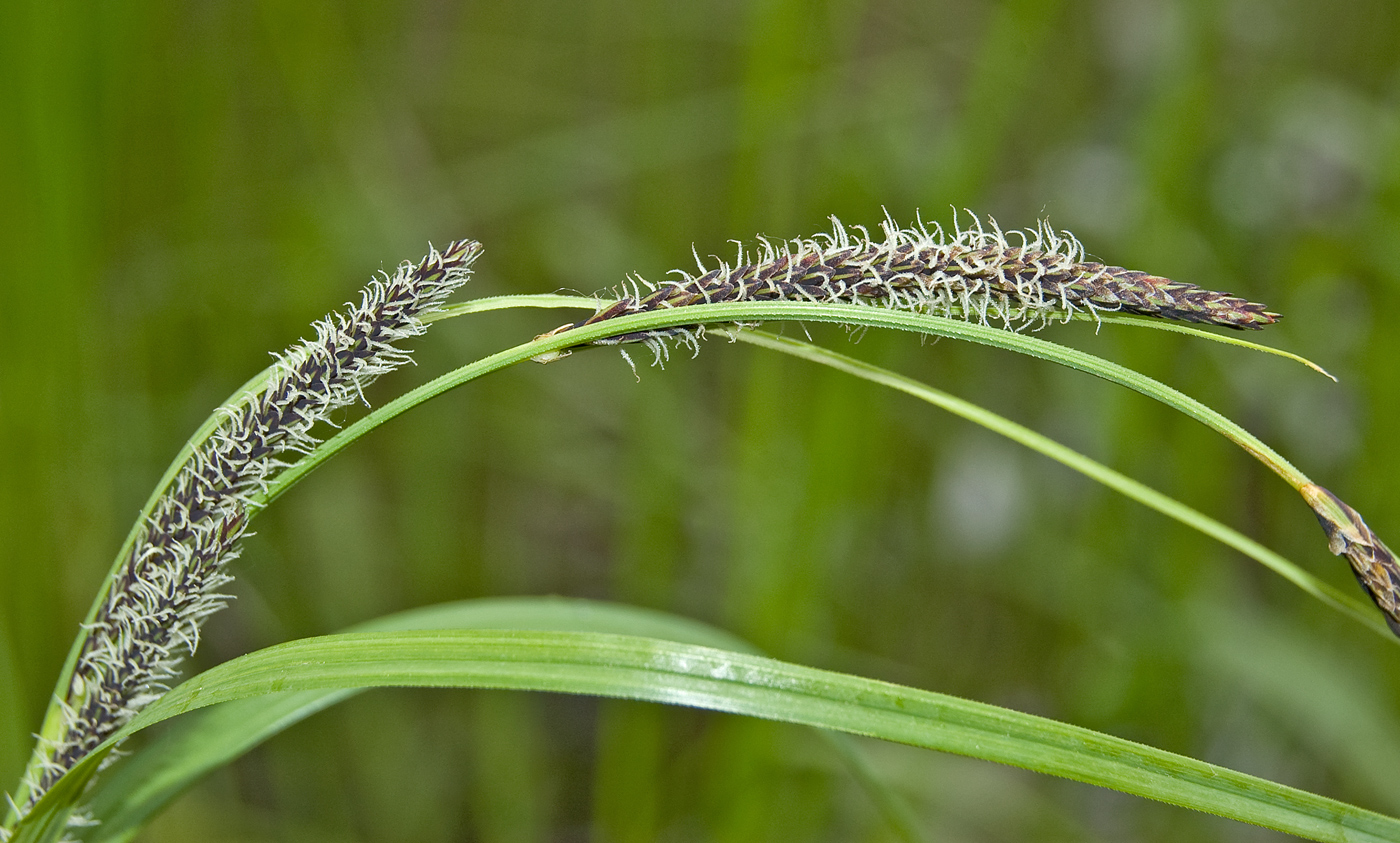 Изображение особи Carex acuta.