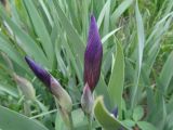 Iris aphylla