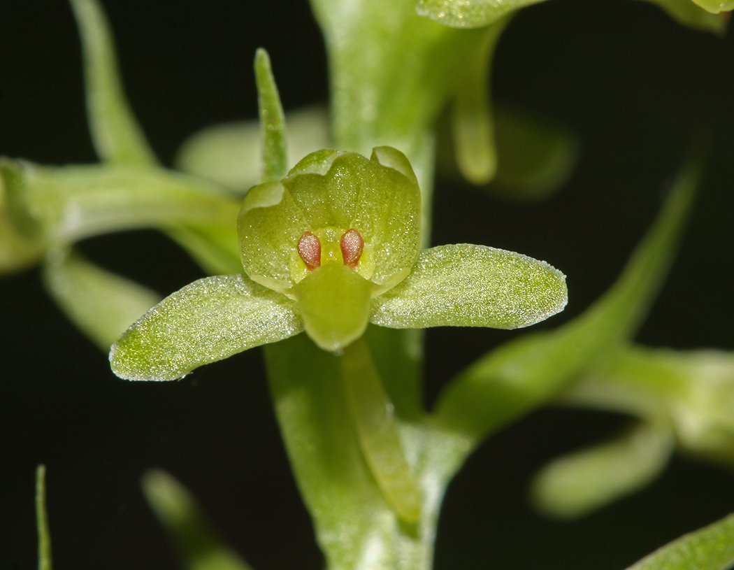Image of Tulotis fuscescens specimen.