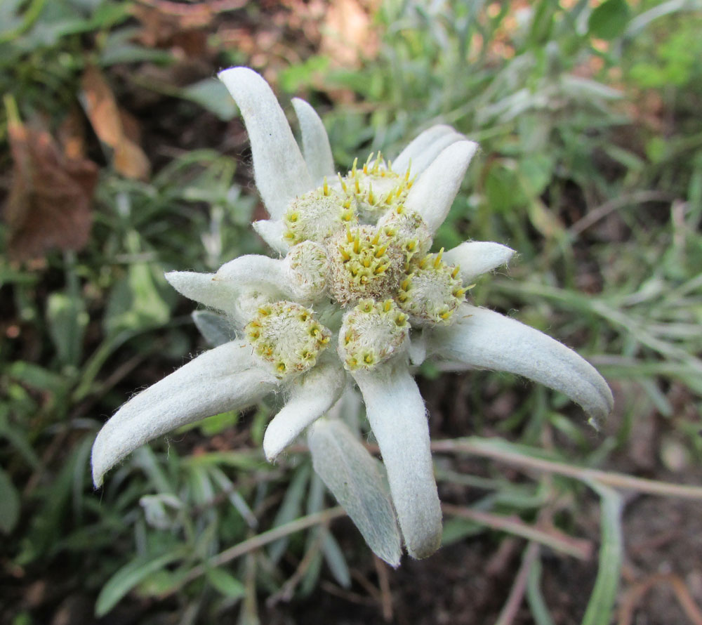 Image of Leontopodium nivale ssp. alpinum specimen.